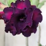 Planta Dobrada 2864 – 35cm – 03 anos