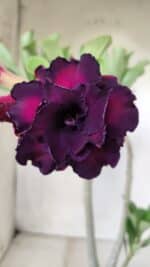 Planta Dobrada 2864 – 35cm – 03 anos