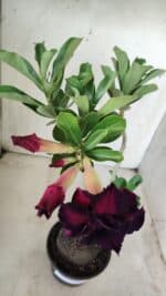 Planta Dobrada 2864 – 35cm – 03 anos - Imagem 4