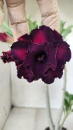 Planta Dobrada 2864 – 35cm – 03 anos - Imagem 3