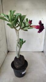 Planta Dobrada 2864 – 35cm – 03 anos - Imagem 8