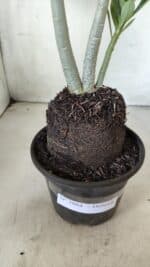 Planta Dobrada 2864 – 35cm – 03 anos - Imagem 7