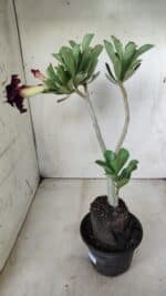 Planta Dobrada 2864 – 35cm – 03 anos - Imagem 6