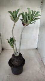 Planta Dobrada 2864 – 35cm – 03 anos - Imagem 5