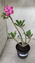 Planta Dobrada 2867 – 35cm – 03 anos - Imagem 2