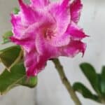 Planta Dobrada 2867 – 35cm – 03 anos