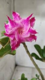 Planta Dobrada 2867 – 35cm – 03 anos