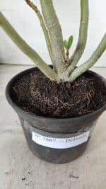 Planta Dobrada 2867 – 35cm – 03 anos - Imagem 6