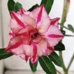 Planta Dobrada 2868 – 30cm – 02 anos