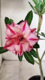 Planta Dobrada 2868 – 30cm – 02 anos