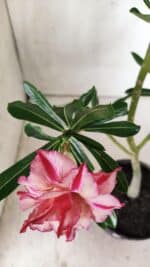 Planta Dobrada 2868 – 30cm – 02 anos - Imagem 4