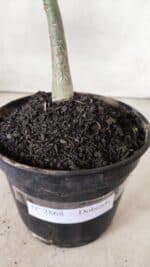 Planta Dobrada 2868 – 30cm – 02 anos - Imagem 7