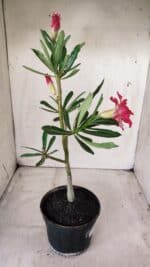 Planta Dobrada 2868 – 30cm – 02 anos - Imagem 6