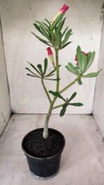 Planta Dobrada 2868 – 30cm – 02 anos - Imagem 5
