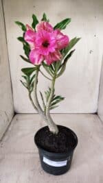 Planta Dobrada 2869 – 30cm – 02 anos - Imagem 2