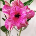 Planta Dobrada 2869 – 30cm – 02 anos