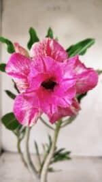 Planta Dobrada 2869 – 30cm – 02 anos