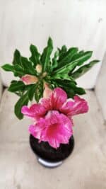 Planta Dobrada 2869 – 30cm – 02 anos - Imagem 4