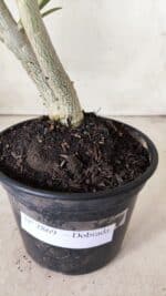 Planta Dobrada 2869 – 30cm – 02 anos - Imagem 7