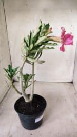 Planta Dobrada 2869 – 30cm – 02 anos - Imagem 6