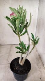 Planta Dobrada 2869 – 30cm – 02 anos - Imagem 5