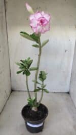 Planta Dobrada 2866 – 35cm – 03 anos - Imagem 2