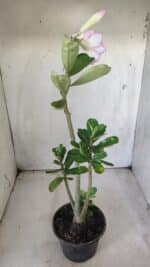 Planta Dobrada 2866 – 35cm – 03 anos - Imagem 5