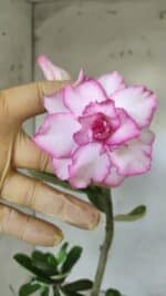 Planta Dobrada 2866 – 35cm – 03 anos - Imagem 4