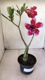 ENXERTO 11711 – 30cm (cor LM 808) - Imagem 2