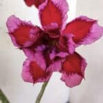 ENXERTO 11711 – 30cm (cor LM 808)