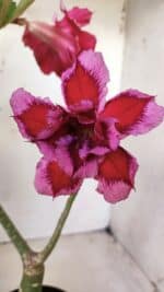 ENXERTO 11711 – 30cm (cor LM 808)