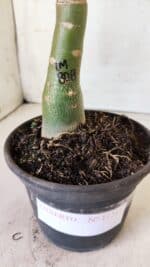 ENXERTO 11711 – 30cm (cor LM 808) - Imagem 5