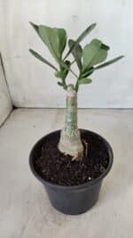 ENXERTO 11712 – 20cm (cor LM 719) - Imagem 3