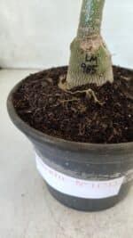 ENXERTO 11713 – 20cm (cor LM 985) - Imagem 4