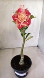 ENXERTO 11714 – 30cm (cor LM 582) - Imagem 2