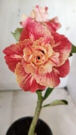 ENXERTO 11714 – 30cm (cor LM 582)