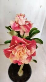 ENXERTO 11714 – 30cm (cor LM 582) - Imagem 4