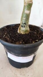 ENXERTO 11714 – 30cm (cor LM 582) - Imagem 6