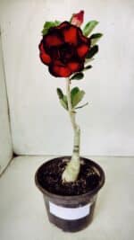 ENXERTO 11715 – 25cm (cor LM 883) - Imagem 2