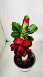 ENXERTO 11715 – 25cm (cor LM 883) - Imagem 4