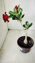 ENXERTO 11715 – 25cm (cor LM 883) - Imagem 6