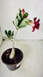 ENXERTO 11715 – 25cm (cor LM 883) - Imagem 5