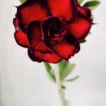 ENXERTO 11715 – 25cm (cor LM 883)