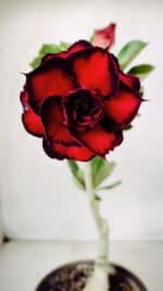 ENXERTO 11715 – 25cm (cor LM 883)