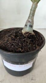 ENXERTO 11716 – 20cm (cor LM 728) - Imagem 5