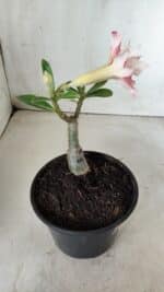 ENXERTO 11716 – 20cm (cor LM 728) - Imagem 4