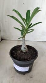 ENXERTO 11717 – 20cm (cor LM 990) - Imagem 2