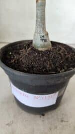 ENXERTO 11717 – 20cm (cor LM 990) - Imagem 4