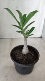 ENXERTO 11717 – 20cm (cor LM 990) - Imagem 3