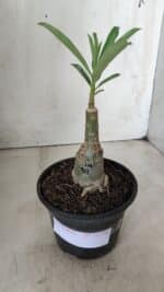 ENXERTO 11718 – 20cm (cor LM 961) - Imagem 2